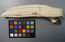 Carved Ivory Banana After Treatment